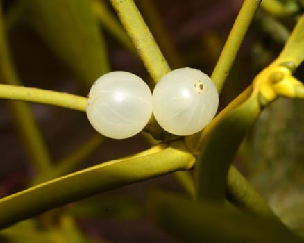Mistletoe,Viscum album is a parasite that lives on our native trees. Mistletoe,Viscum album,is a parasite that lives on our native trees.