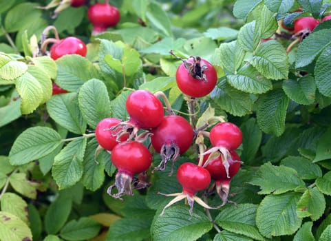 Apple rose,Rosa rugosa,is a wild rose with beautiful red fruits in autumn. Apple rose,Rosa rugosa,is a wild rose with beautiful red fruits in autumn.