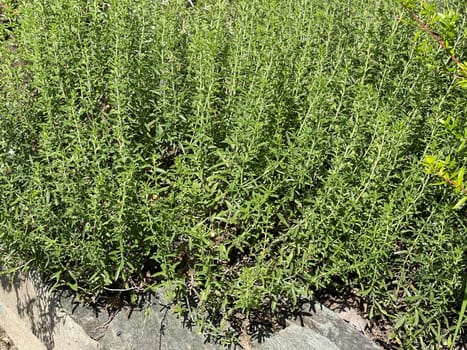 Mountain savory,Satureja montana,is a perennial spice herb and a medicinal and fragrant plant with white flowers. Mountain savory,Satureja montana,is a perennial herb and a medicinal and aromatic plant with white flowers.