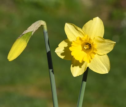 Daffodils are very attractive early blues with predominantly yellow flowers. Daffodils are very attractive early bloomers with predominantly yellow flowers.
