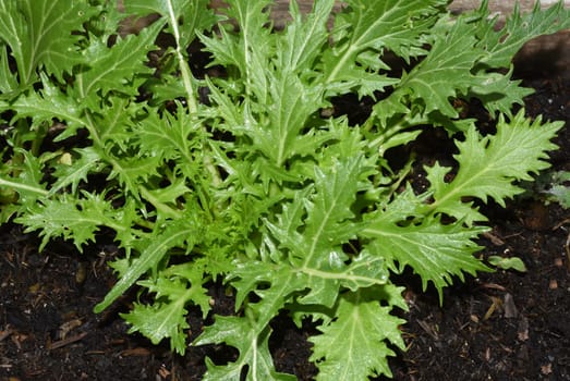 Asian salads are often available all year round. It is used as a salad as well as a vegetable side dish. Asian salads are often available all year round. It is used as a salad as well as a vegetable side dish.
