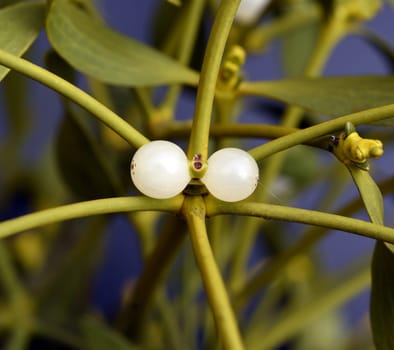 Mistletoe,Viscum album is a parasite that lives on our native trees. Mistletoe,Viscum album,is a parasite that lives on our native trees.