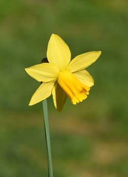 Daffodils are very attractive early blues with predominantly yellow flowers. Daffodils are very attractive early bloomers with predominantly yellow flowers.