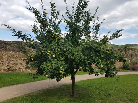 quince  Cydonia  Oblonga,is a summer green tree with a crooked trunk and wide crown that carries edible fruits. Quince  Cydonia  Oblonga is a deciduous tree with a crooked stem and broad crown that bears edible fruit.