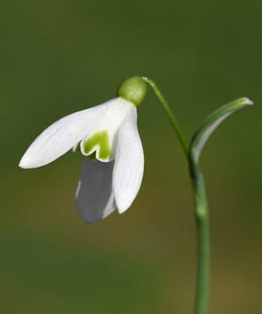 Snow globchen,Galanthus nivalis,is a flower that blooms in winter and an important medicinal plant. Snowdrop,Galanthus nivalis,is a flower that blooms in winter and is an important medicinal plant.