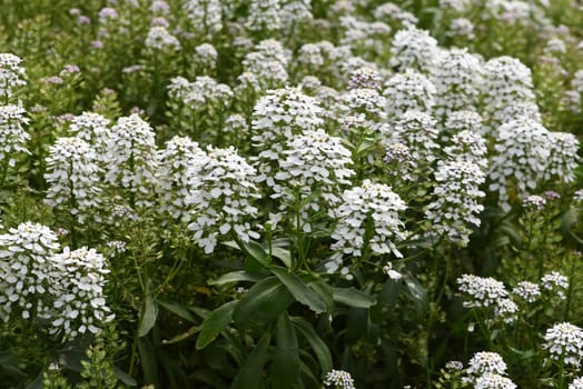 Bitter ribbon flower,Iberis amara is an important medicinal plant with white flowers. Bitter candytuft,Iberis amara is an important medicinal plant with white flowers.
