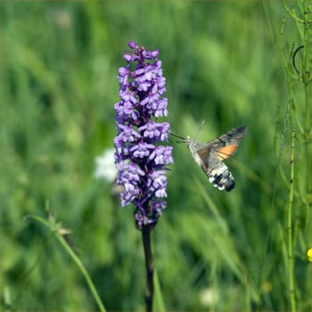 Pigeon swather,Macroglossum,stellatarum,to the almost exotic insects belongs the pigeon swaenzchen or also called hummingbird swath reminds with its buzzing flight of hummingbirds and comes from the south in summer to us. Pigeon tail,Macroglossum,stellatarum,one of the almost exotic insects,is the pigeon tail or hummingbird warmer,which reminds of hummingbirds with its whirring flight and comes to us from the south in summer.