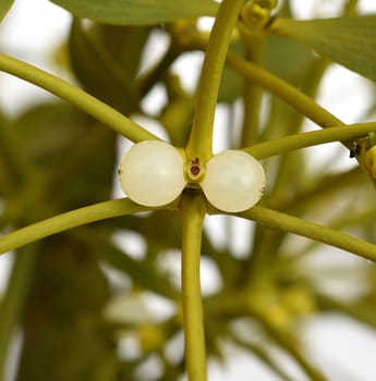 Mistletoe,Viscum album is a parasite that lives on our native trees. Mistletoe,Viscum album,is a parasite that lives on our native trees.