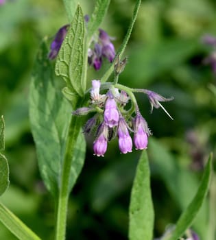 Comfrey,Symphytum,officinale,is a wild plant with white or purple flowers. It is an important medicinal plant and is also used in medicine. Comfrey,Symphytum,officinale,is a wild plant with white or purple flowers. It is an important medicinal plant and is also used in medicine.