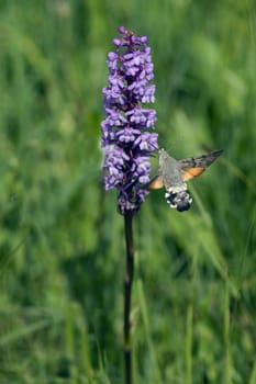 Pigeon swather,Macroglossum,stellatarum,to the almost exotic insects belongs the pigeon swaenzchen or also called hummingbird swath reminds with its buzzing flight of hummingbirds and comes from the south in summer to us. Pigeon tail,Macroglossum,stellatarum,one of the almost exotic insects,is the pigeon tail or hummingbird warmer,which reminds of hummingbirds with its whirring flight and comes to us from the south in summer.