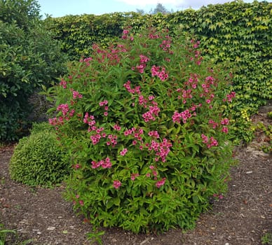 Weigela florida is a beautiful garden plant (shrub) with many red flowers. Weigela,Weigela florida is a beautiful garden plant (shrub) with many red flowers.
