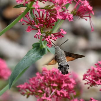 Pigeon swather,Macroglossum,stellatarum,to the almost exotic insects belongs the pigeon swaenzchen or also called hummingbird swath reminds with its buzzing flight of hummingbirds and comes from the south in summer to us. Pigeon tail,Macroglossum,stellatarum,one of the almost exotic insects,is the pigeon tail or hummingbird warmer,which reminds of hummingbirds with its whirring flight and comes to us from the south in summer.