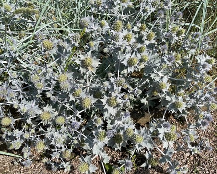 Sea thistle,Eryngium maritimum,is a species of thistle that thrives in sand near the coast. Beach thistle,Eryngium maritimum,is a species of thistle that thrives in the sand near the coast.