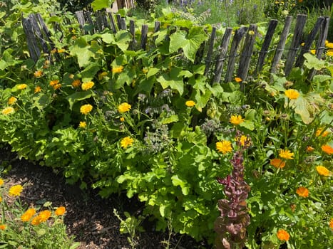 Cottage garden is a garden with many medicinal plants,flowers and various types of vegetables. Bauerngarten is a garden with many medicinal plants,flowers and different types of vegetables.