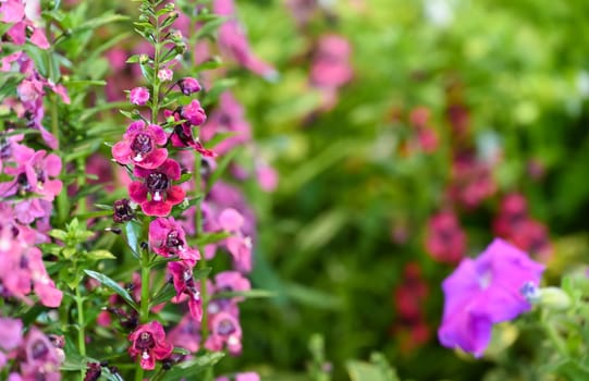 Pink Angelonia flower​ bloom​ in​ summer​ or spring day