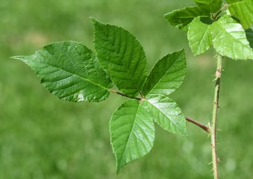 Blackberry leaf,Rubus fructicosa,are used as medicinal plant ingredients. Blackberry leaves,Rubus fructicosa,are used as medicinal plant ingredients.