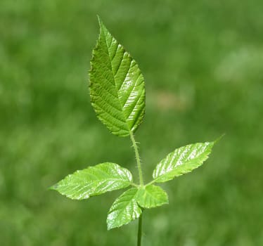 Blackberry leaf,Rubus fructicosa,are used as medicinal plant ingredients. Blackberry leaves,Rubus fructicosa,are used as medicinal plant ingredients.