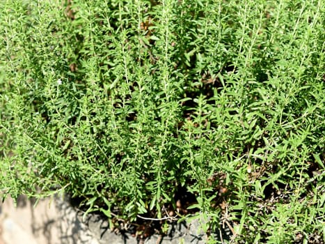 Mountain savory,Satureja montana,is a perennial spice herb and a medicinal and fragrant plant with white flowers. Mountain savory,Satureja montana,is a perennial herb and a medicinal and aromatic plant with white flowers.