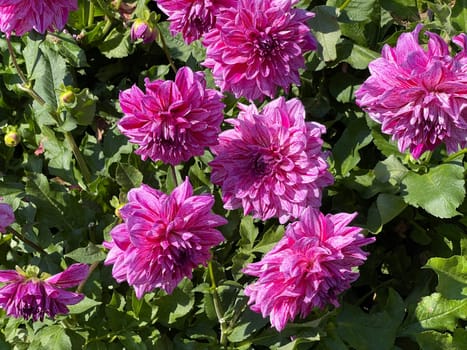 Decorative dahlia,Alpen Pauline