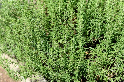 Mountain savory,Satureja montana,is a perennial spice herb and a medicinal and fragrant plant with white flowers. Mountain savory,Satureja montana,is a perennial herb and a medicinal and aromatic plant with white flowers.