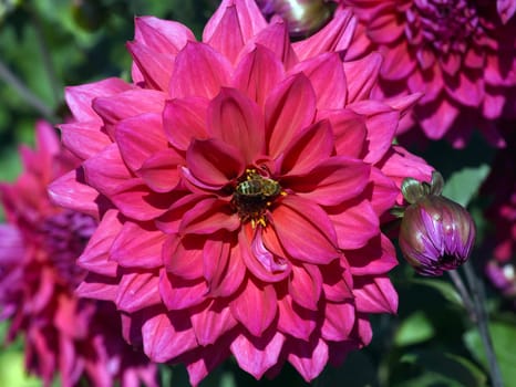 Decorative Dahlia,Suffolk Punch
