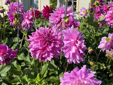 Decorative dahlia,Alpen Pauline