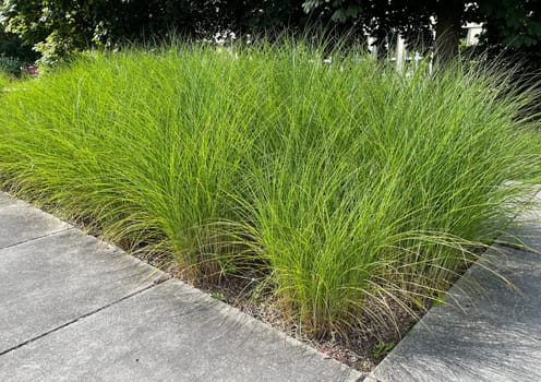 Chinese reed,Miscanthus Sinensis,is a decorative reed species that is often used in gardens. Chinese reed,Miscanthus Sinensis,is a decorative type of reed that is often used in front gardens.