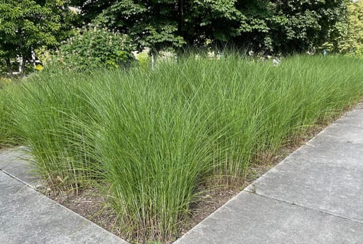 Chinese reed,Miscanthus Sinensis,is a decorative reed species that is often used in gardens. Chinese reed,Miscanthus Sinensis,is a decorative type of reed that is often used in front gardens.