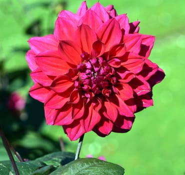 Decorative Dahlia,Suffolk Punch