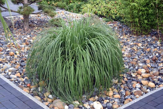 Chinese reed,Miscanthus Sinensis,is a decorative reed species that is often used in gardens. Chinese reed,Miscanthus Sinensis,is a decorative type of reed that is often used in front gardens.