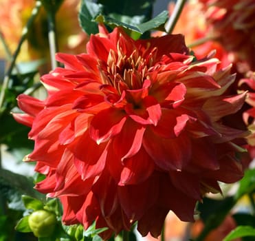 Decorative dahlias,also called decorative dahlias,are beautiful summer flowers. Decorative dahlias,also known as ornamental dahlias,are beautiful summer flowers.