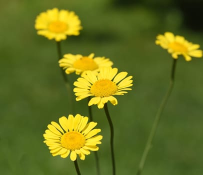 Faerber dog chamomile,Anthemis tinctoria,is an important medicinal plant with yellow blues and is widely used in medicine. It is a perennial and belongs to the Faerber plants. Faerberhound chamomile,Anthemis tinctoria,is an important medicinal plant with yellow flowers and is widely used in medicine. It is a perennial and one of the Faerber plants.