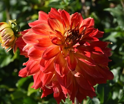 Decorative dahlias,also called decorative dahlias,are beautiful summer flowers. Decorative dahlias,also known as ornamental dahlias,are beautiful summer flowers.