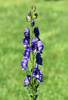 Ironhat,Aconitium Napellus is a poisonous and medicinal plant with blue blues. Monkshood,Aconitium napellus is a poisonous and medicinal plant with blue flowers.