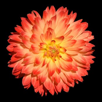 Decorative dahlias,also called decorative dahlias,are beautiful summer flowers. Decorative dahlias,also known as ornamental dahlias,are beautiful summer flowers.