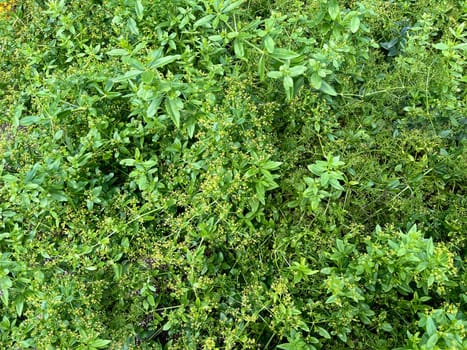 Faerberroete,madder,Rubia tinctorum,is an important medicinal plant with yellow-green flowers and is widely used in medicine. Faerberroete,madder,Rubia tinctorum,is an important medicinal plant with yellow-green flowers and is widely used in medicine.