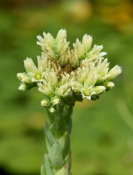 Hauswurz,Sempervivum,tectorum,is a medicinal plant and an alpine flower with red flowers. Houseleek,Sempervivum,tectorum,is a medicinal plant and an alpine flower with red flowers.