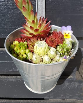 Hauswurz,Sempervivum,tectorum,is a medicinal plant and an alpine flower with red flowers. Houseleek,Sempervivum,tectorum,is a medicinal plant and an alpine flower with red flowers.