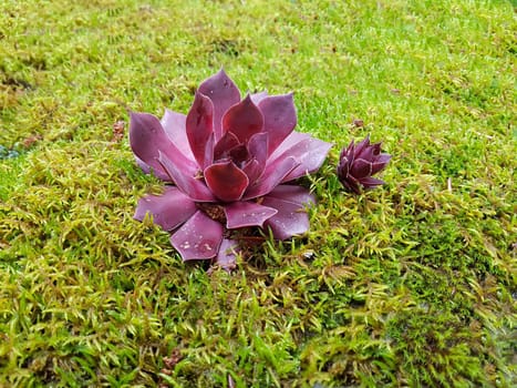 Hauswurz,Sempervivum,tectorum,is a medicinal plant and an alpine flower with red flowers. Houseleek,Sempervivum,tectorum,is a medicinal plant and an alpine flower with red flowers.