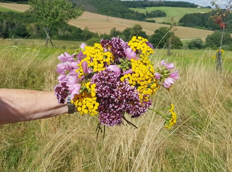 Bouquet of wildflowers ploughed on a wildflower meadow with many different flowers. Wildflower bouquet picked in a wildflower meadow with many different flowers.