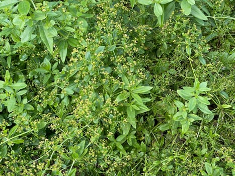 Faerberroete,madder,Rubia tinctorum,is an important medicinal plant with yellow-green flowers and is widely used in medicine. Faerberroete,madder,Rubia tinctorum,is an important medicinal plant with yellow-green flowers and is widely used in medicine.