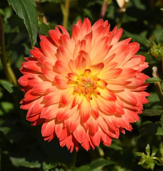 Decorative dahlias,also called decorative dahlias,are beautiful summer flowers. Decorative dahlias,also known as ornamental dahlias,are beautiful summer flowers.