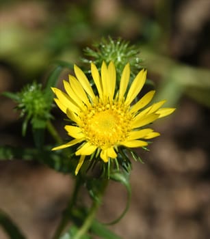 Grindelia,Canadian Rubber Herb,Grindelia integrifolia