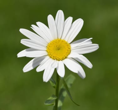 Marguerites form simple flowers,are pollen donors for bees and attract butterflies. They bloom from May to October. Daisies form simple flowers,are pollen donors for bees and attract butterflies. They bloom from May to October.