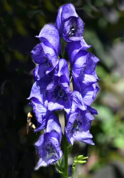 Monkshood,Aconitium napellus is a poisonous and medicinal plant with blue flowers. Monkshood,Aconitium napellus is a poisonous and medicinal plant with blue flowers.