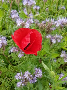 Papaver is a genus of flowering plants in the poppy family. Corn poppy,Papaver is a genus of plants from the poppy family with red flowers.
