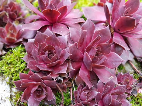 Hauswurz,Sempervivum,tectorum,is a medicinal plant and an alpine flower with red flowers. Houseleek,Sempervivum,tectorum,is a medicinal plant and an alpine flower with red flowers.