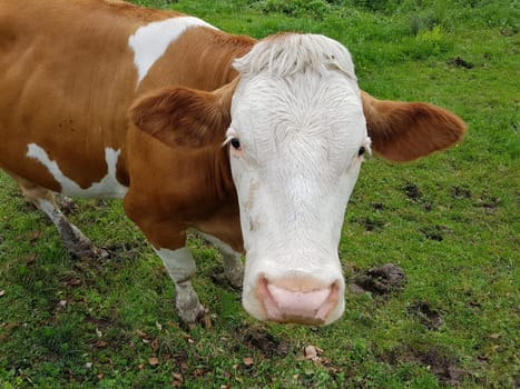 Cows are among the most widely kept livestock. Cows are among the most commonly kept livestock.