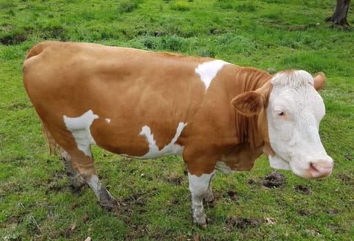 Cows are among the most widely kept livestock. Cows are among the most commonly kept livestock.