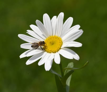 Marguerites form simple flowers,are pollen donors for bees and attract butterflies. They bloom from May to October. Daisies form simple flowers,are pollen donors for bees and attract butterflies. They bloom from May to October.